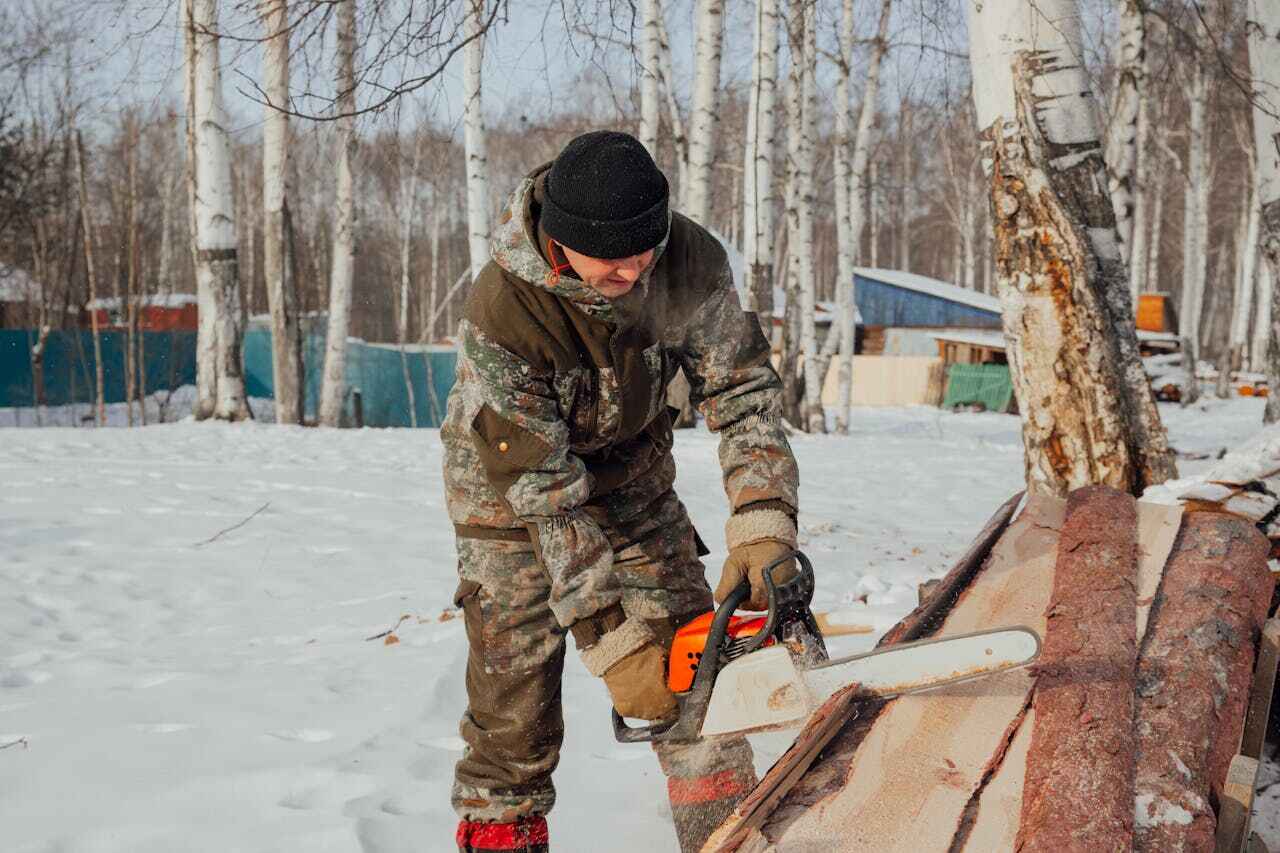 Tree Root Removal